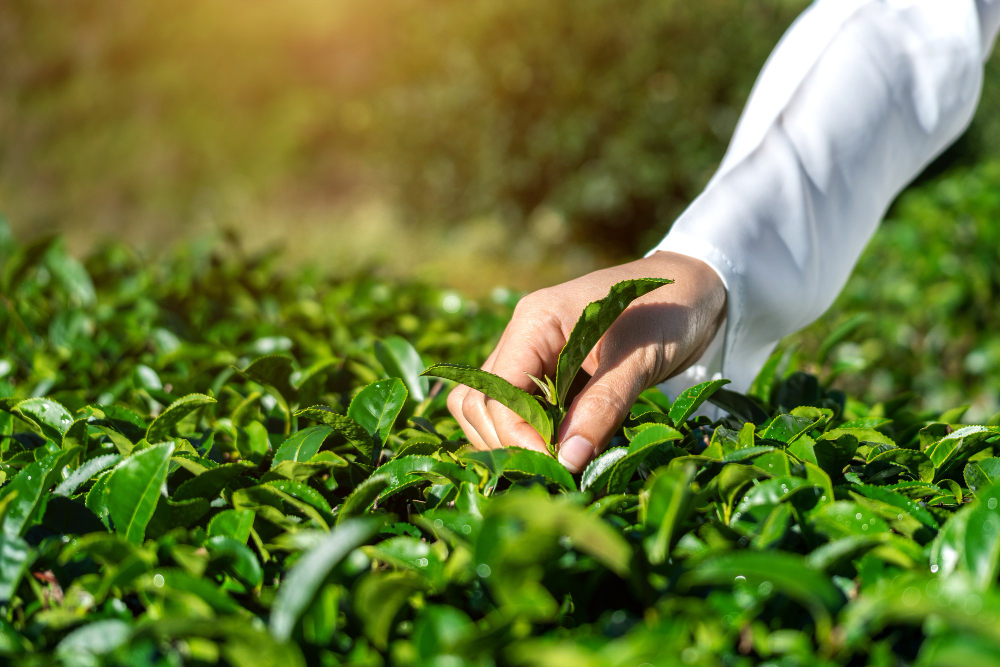 how-was-tea-discovered-in-assam